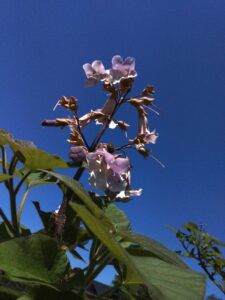 桐の花　満開です